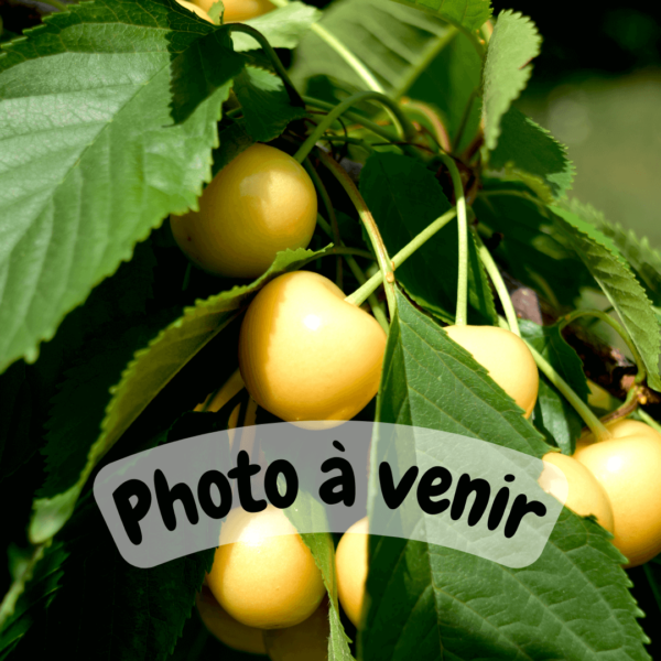 Cerisier Blanc Cerise Blanche photos à venir