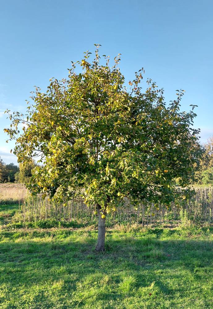 Kaki arbre fruitier variété ancienne Aquitaine