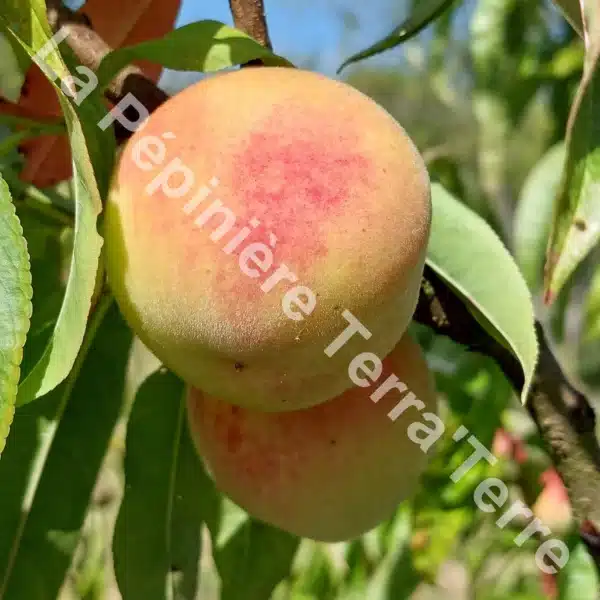 Pêcher Pêche de vigne blanche - La Pépinière TerraTerre