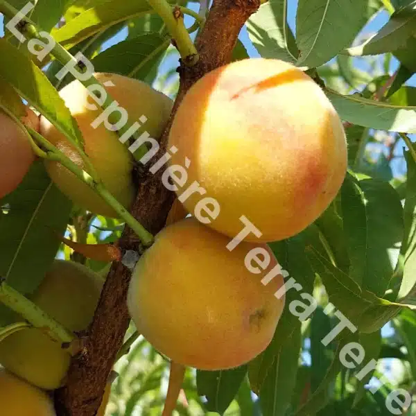 Pêcher Pêche de vigne chaire jaune - La Pépinière TerraTerre