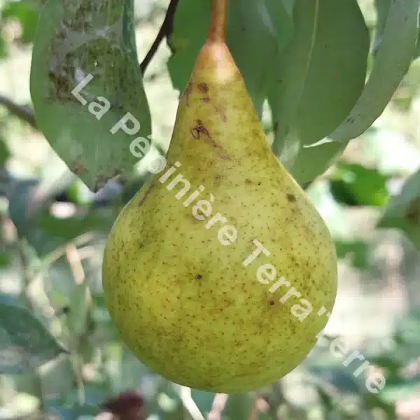 Poirier-Beurré-Giffard-La-Pépinière-TerraTerre