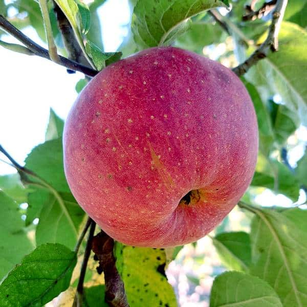 Pomme arbre fruitier variété ancienne Aquitaine