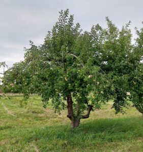 arbres fruitiers de variétés anciennes