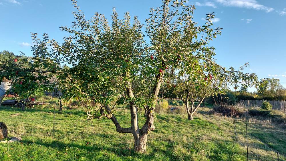 Pommier arbre fruitier variété ancienne Aquitaine