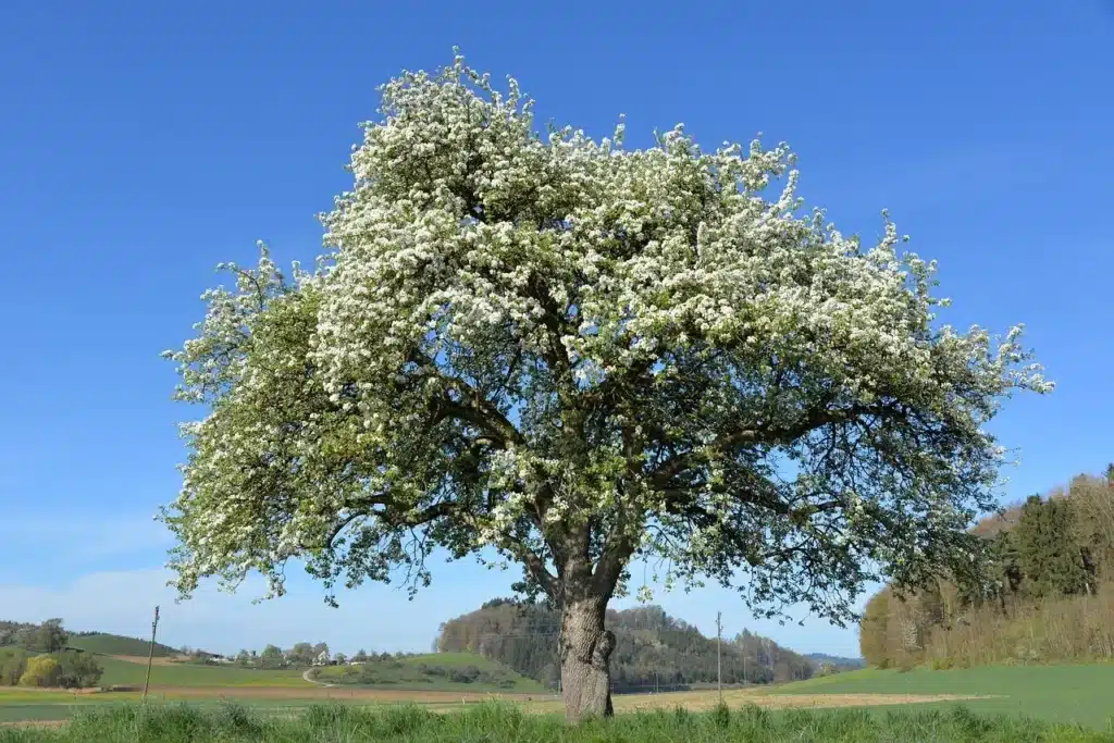 Pommier en fleurs variétés anciennes