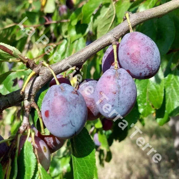 Prunier-Prune d'Ente-D_Agen-La-Pépinière-TerraTerre Pruniers prunes Pruneaux d'Agen