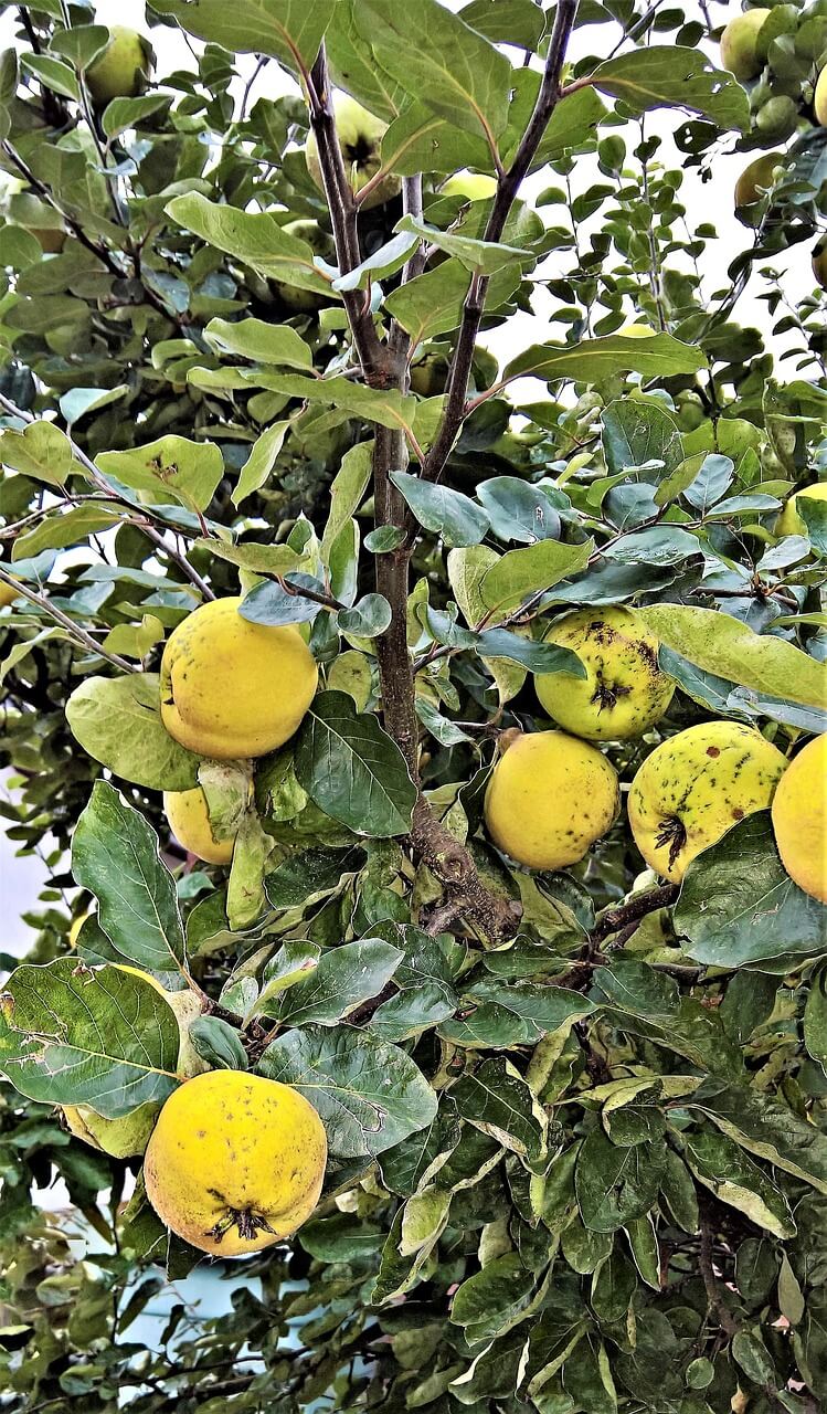 variétés anciennes arbre fruitier variété ancienne