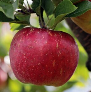 Pomme Sanguine Pommiers photo catégorie Pepi Terra'Terre variétés de pommes