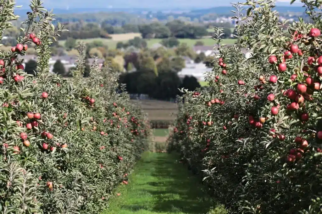 verger plantation d'arbres fruitiers