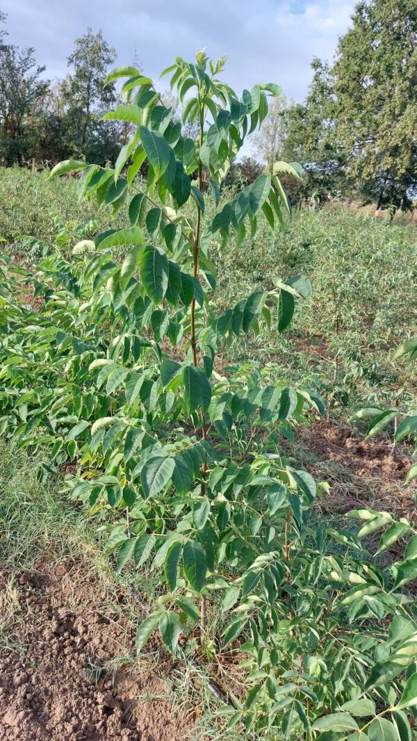 Arbre à miel (Tetradium daniellii)