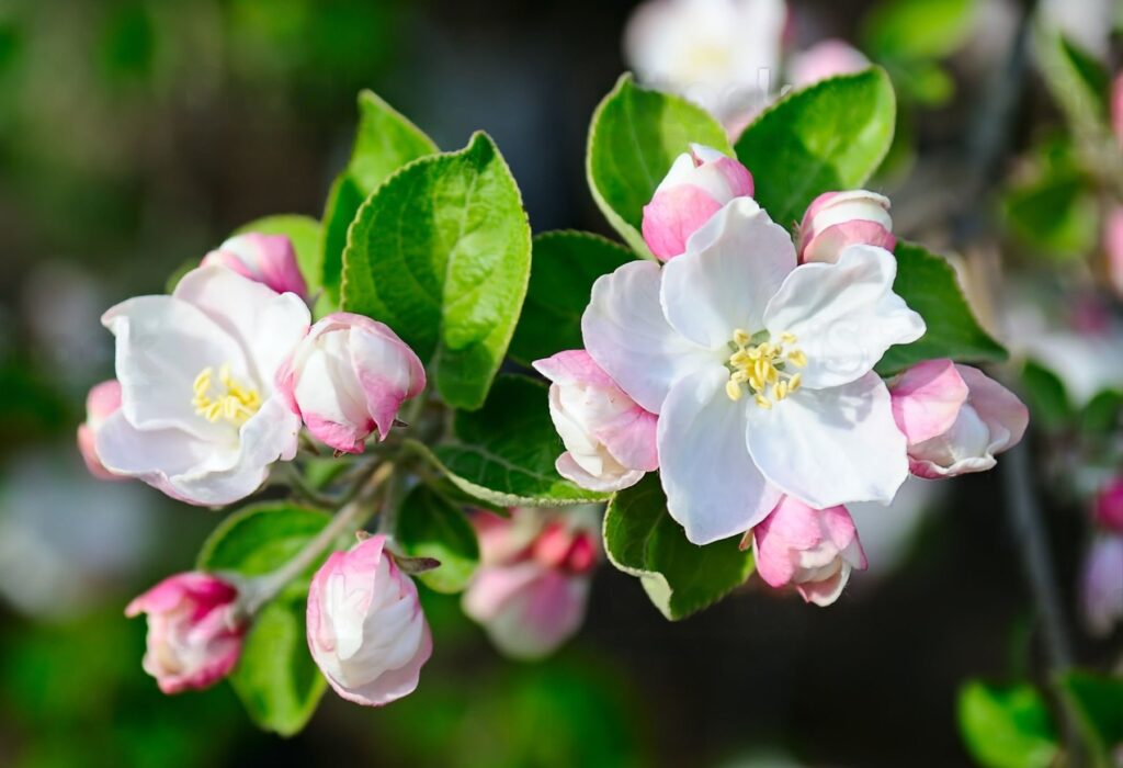 Fleurs de Pommier Calville Blanc d'Hiver