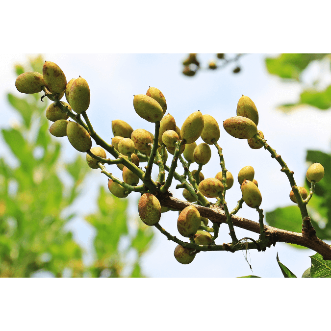 Pistachiers