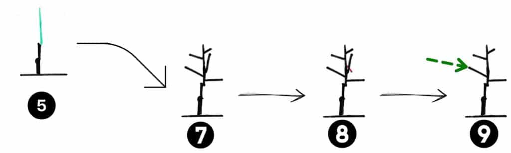 Comment tailler un arbre fruitier taille de formation