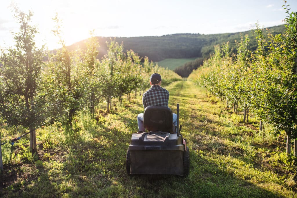 Comment tailler un arbre fruitier taille de formation en axe