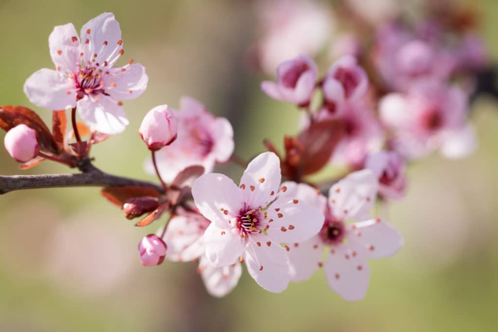 Comment tailler un arbre fruitier taille de formation en axe
fleur de prunier rose