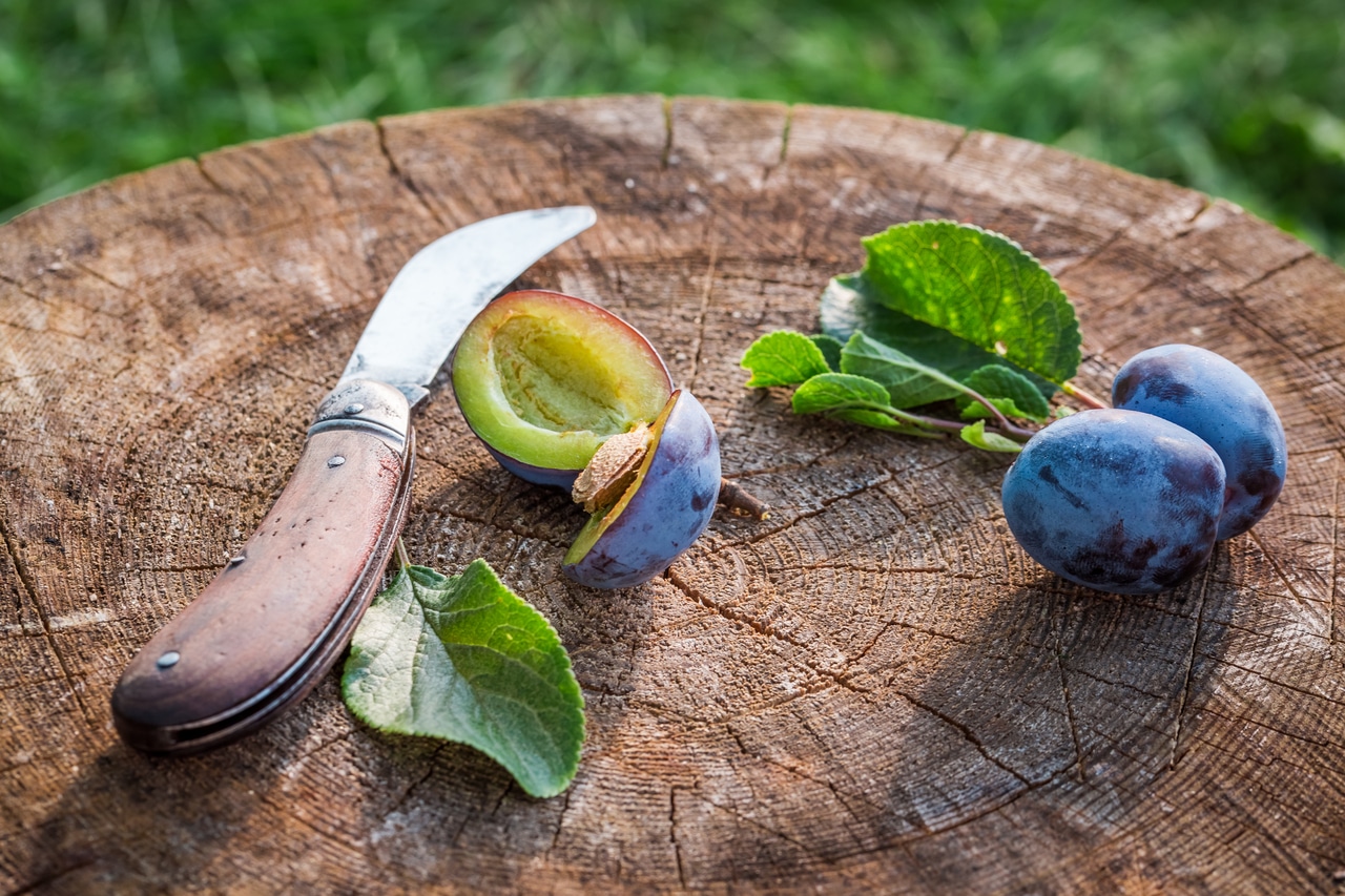 10 meilleures variétés de prunes