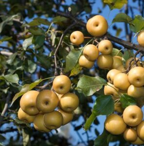 Nashi Pomme Poire Asiatique