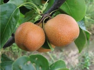 Nashi Pomme Poire Asiatique pepiniere terra'terre