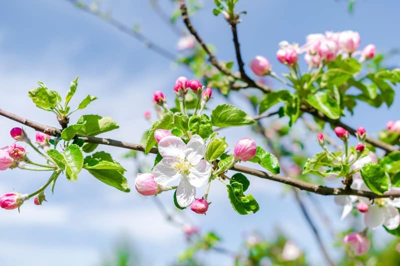 Fuji fleurs pommier - La Pépinière Terra'Terre