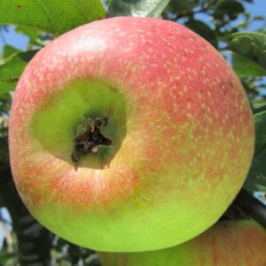 Pommier Reinette Descardre la pépinière Terra'Terre