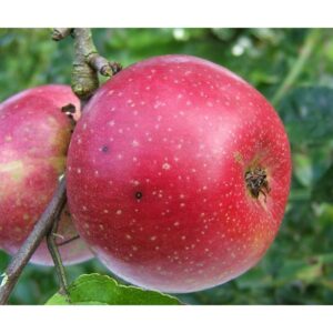 Pommier Reinette Etoilée la pépinière Terra'Terre