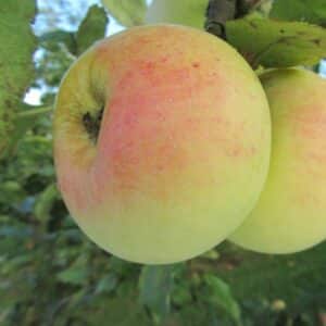 pommier transparente de croncels la pépinière Terra'Terre