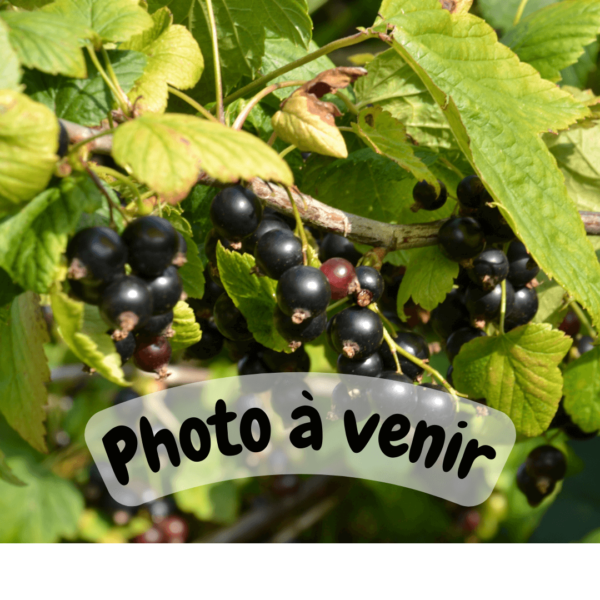 Cassissier Noir de Bourgogne - AB