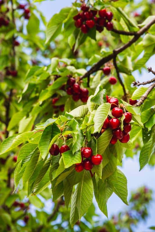 Meilleures variétés de cerises