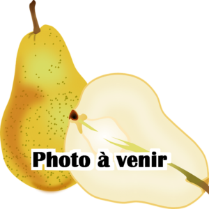 Poirier Ananas de Courtrai- AB