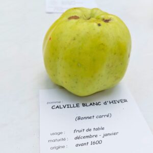 Pommier Calville Blanc D'Hiver - AB