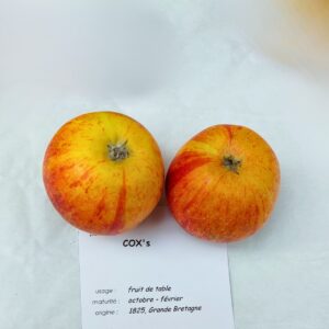 Pommier Cox Orange - AB