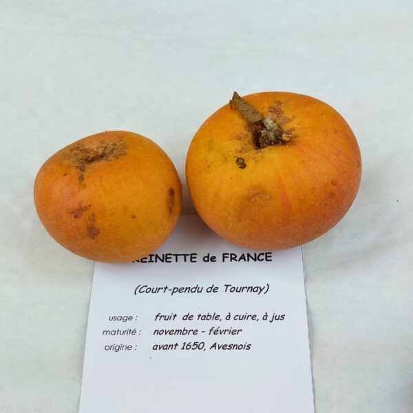 Pommier Reinette de France - AB