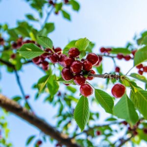 Variétés de cerises