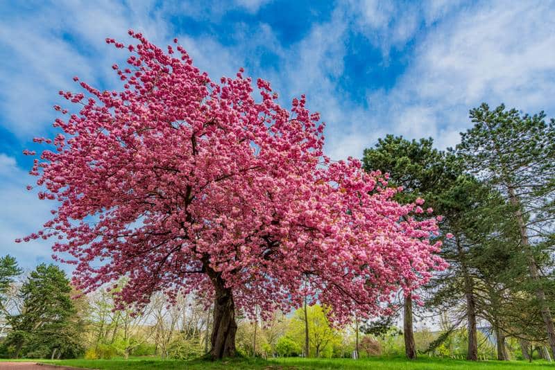 cerisier en fleurs