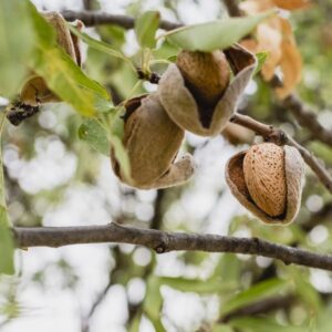 Amandier Texas La pépinière Terra'terre