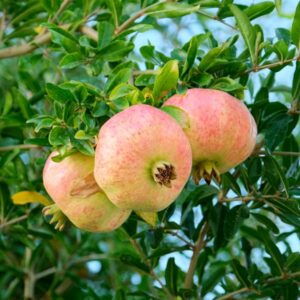 Grenadier Agat La Pépinière Terra'Terre