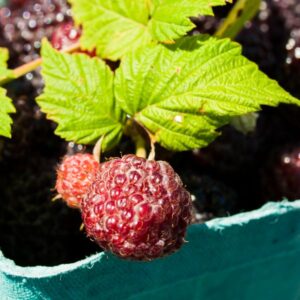 Murier Framboisier Tayberry La Pépinière Terra'Terre