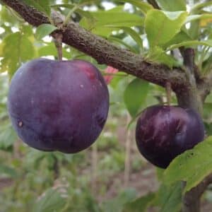 Pluot