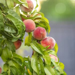 Pêcher Madeleine de Courson La Pépinière Terra'Terre