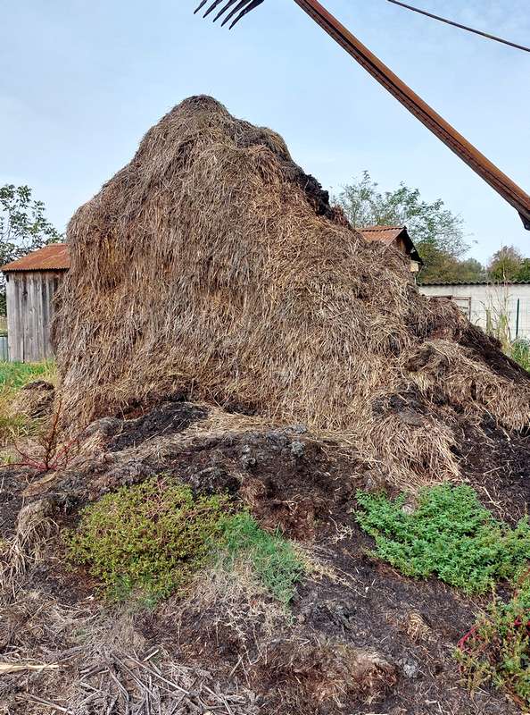 fumier quel engrais pour arbre fruitier