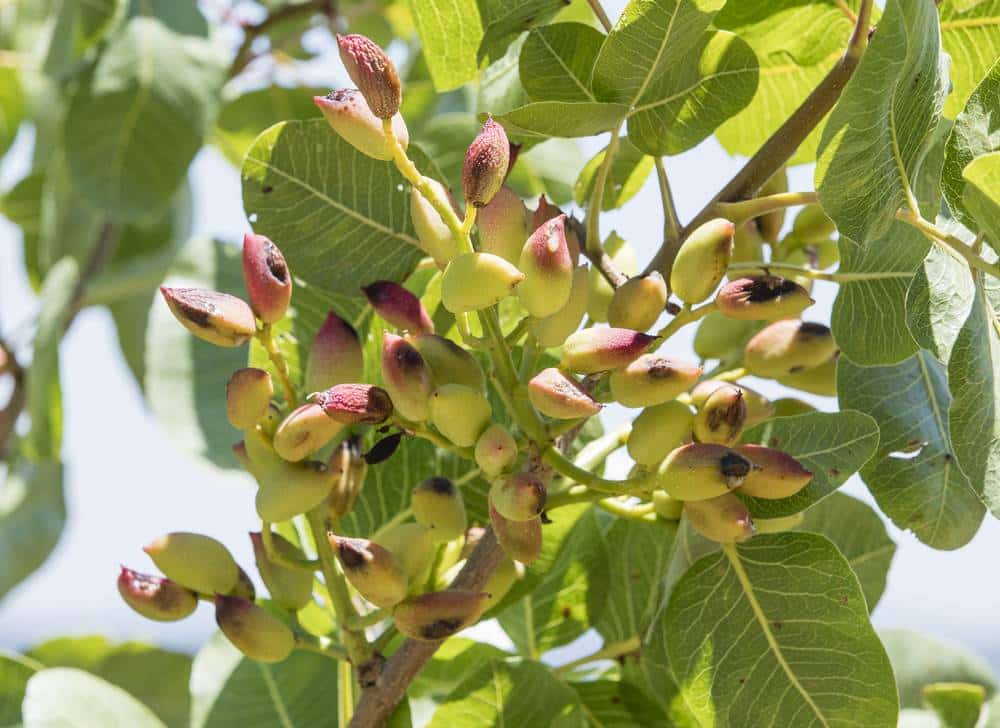 Pistache pistachier