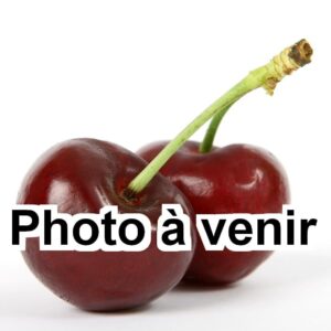 Cerisier Abouriou  Hâtive de Bale - AB