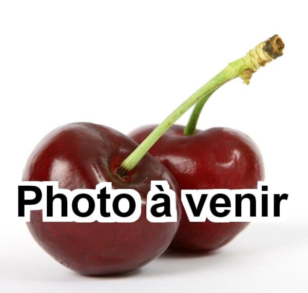 Cerisier Peloa - AB