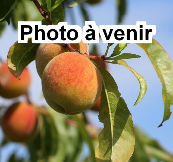 Pêcher Sanguine du Lot-et-Garonne - AB