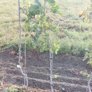 Pistachier Sirora (femelle)