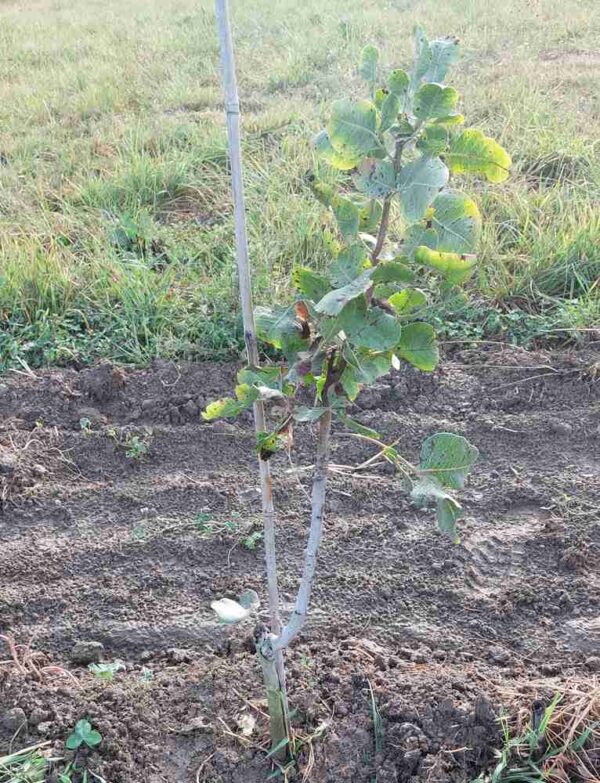 Pistachier C-Spécial (mâle)