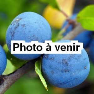 Prunier Prune d'Ente Blanche- AB