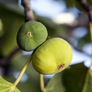 Figuier Goutte d'or