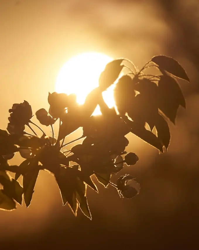 Fleurs de pommier en contre-jour au coucher du soleil – pépinière d'arbres fruitiers anciens Terra'Terre